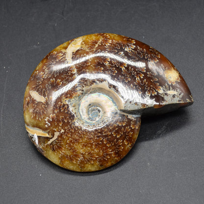 Brown Ammonite Cleoniceras Fossil from Madagascar - 9.4cm - 203 grams