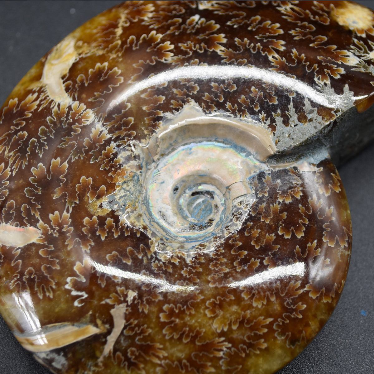 Brown Ammonite Cleoniceras Fossil from Madagascar - 9.4cm - 203 grams