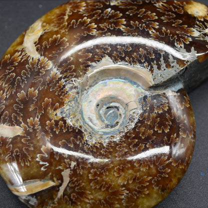 Brown Ammonite Cleoniceras Fossil from Madagascar - 9.4cm - 203 grams