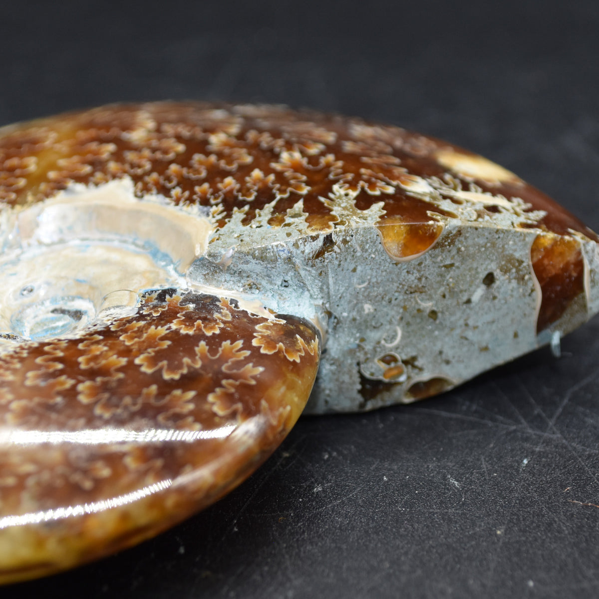 Brown Ammonite Cleoniceras Fossil from Madagascar - 9.4cm - 203 grams