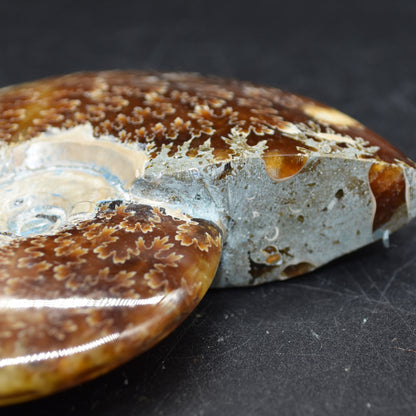 Brown Ammonite Cleoniceras Fossil from Madagascar - 9.4cm - 203 grams
