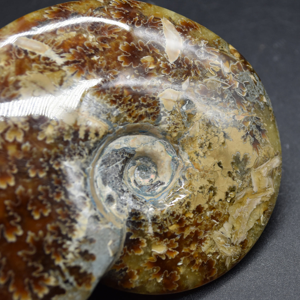 Brown Ammonite Cleoniceras Fossil from Madagascar - 9.4cm - 203 grams