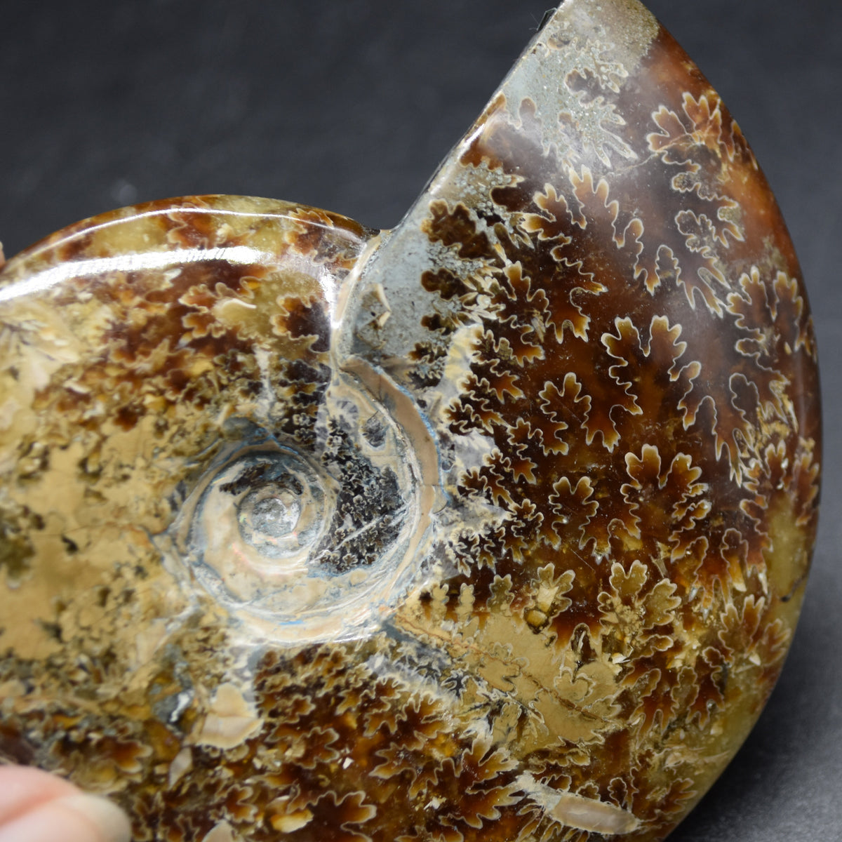 Brown Ammonite Cleoniceras Fossil from Madagascar - 9.4cm - 203 grams