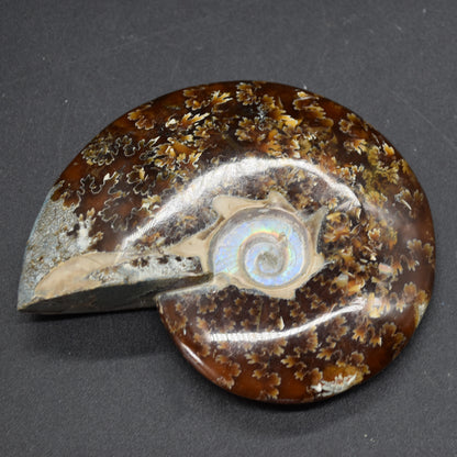 Brown Ammonite Cleoniceras Fossil from Madagascar - 9.3cm - 179 grams