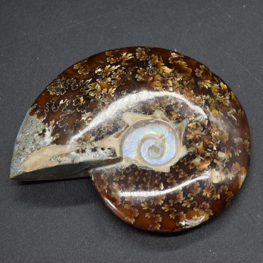 Brown Ammonite Cleoniceras Fossil from Madagascar - 9.3cm - 179 grams