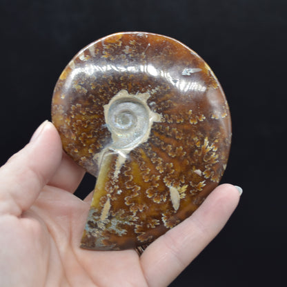 Brown Ammonite Cleoniceras Fossil from Madagascar - 9.3cm - 179 grams