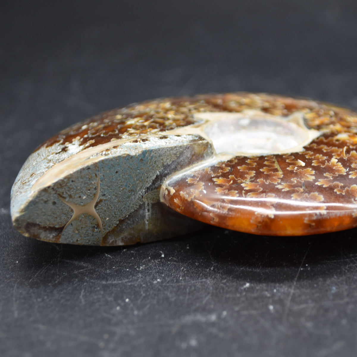 Brown Ammonite Cleoniceras Fossil from Madagascar - 9.3cm - 179 grams