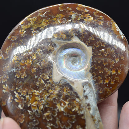 Brown Ammonite Cleoniceras Fossil from Madagascar - 9.3cm - 179 grams