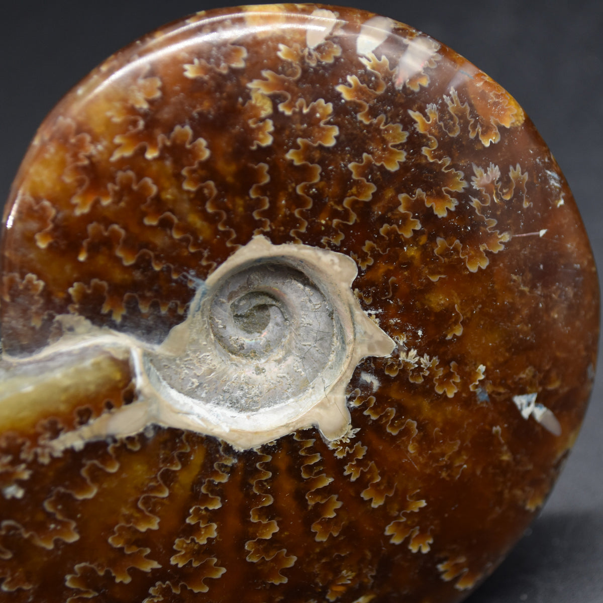 Brown Ammonite Cleoniceras Fossil from Madagascar - 9.3cm - 179 grams