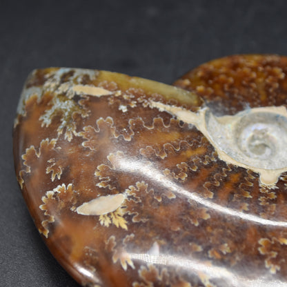 Brown Ammonite Cleoniceras Fossil from Madagascar - 9.3cm - 179 grams