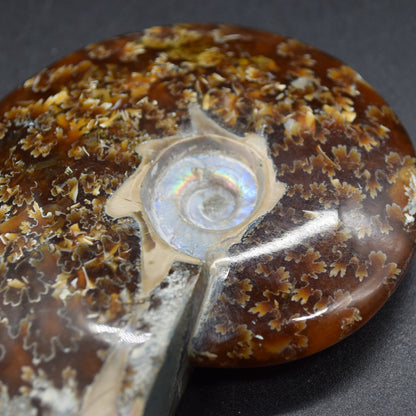 Brown Ammonite Cleoniceras Fossil from Madagascar - 9.3cm - 179 grams
