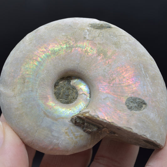 Silver Grey Iridescent Ammonite Cleoniceras Fossil from Madagascar - 7cm - 160 grams