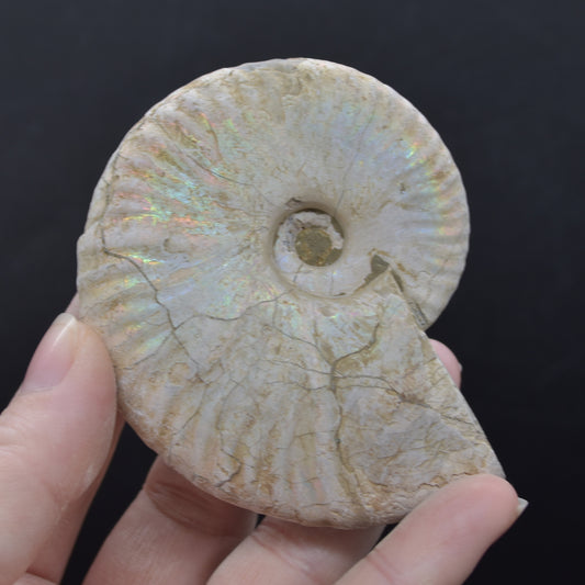 Silver Grey Iridescent Ammonite Cleoniceras Fossil from Madagascar - 7.5cm - 116 grams