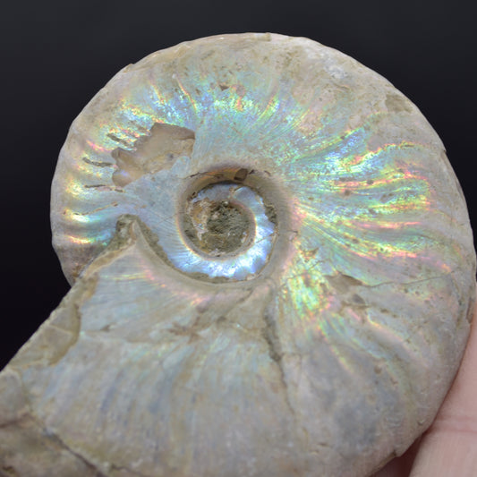 Silver Grey Iridescent Ammonite Cleoniceras Fossil from Madagascar - 7.2cm - 103 grams