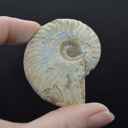 Silver Grey Iridescent Ammonite Cleoniceras Fossil from Madagascar - 5.2cm - 45.3 grams