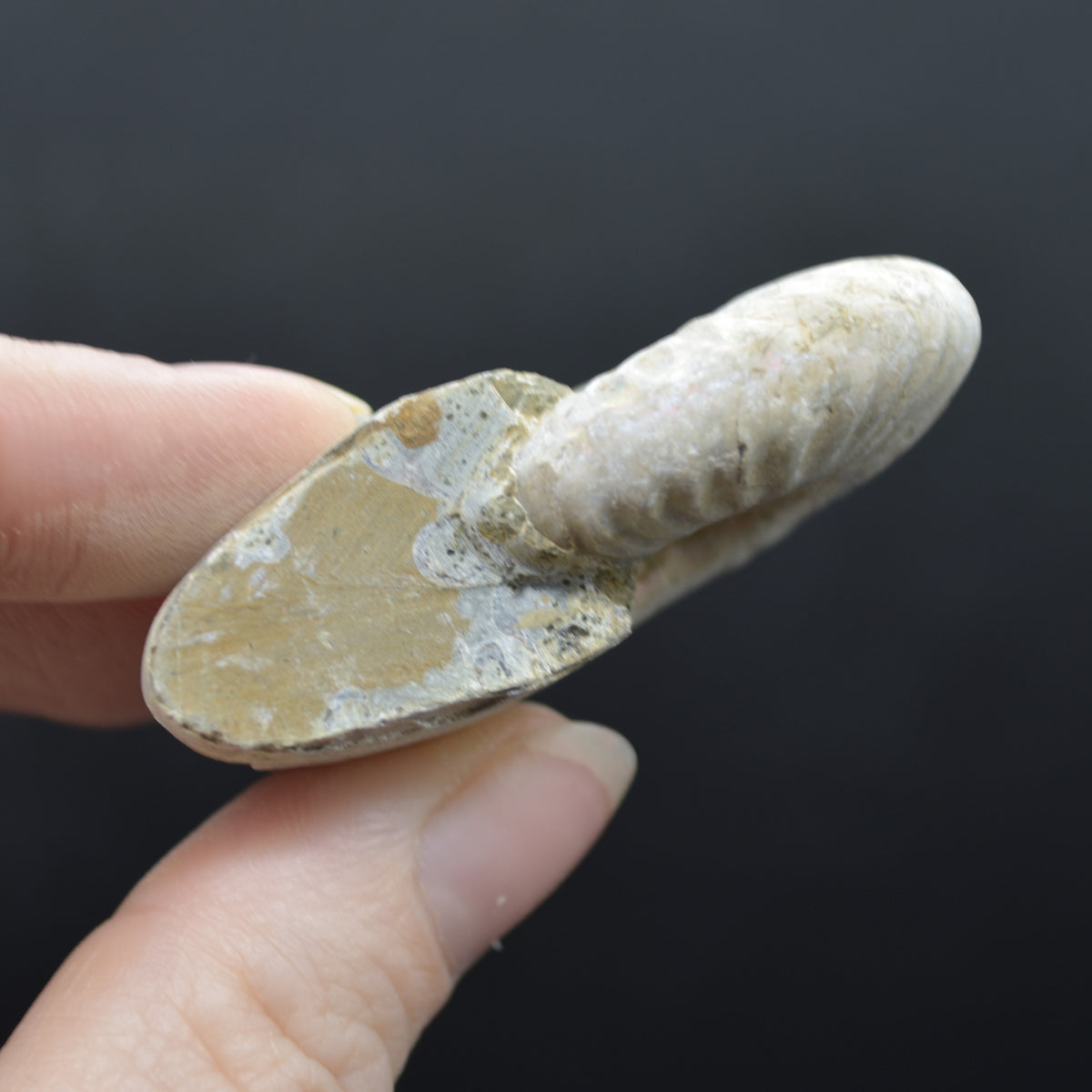 Silver Grey Iridescent Ammonite Cleoniceras Fossil from Madagascar - 5.2cm - 45.3 grams