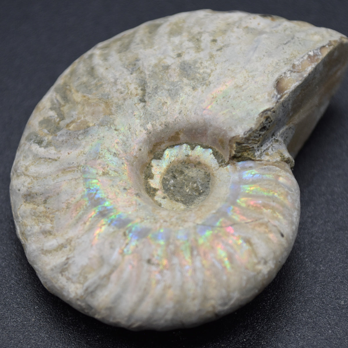Silver Grey Iridescent Ammonite Cleoniceras Fossil from Madagascar - 5.2cm - 45.3 grams