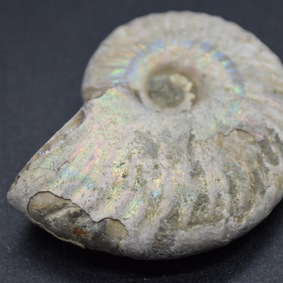 Silver Grey Iridescent Ammonite Cleoniceras Fossil from Madagascar - 5.2cm - 45.3 grams