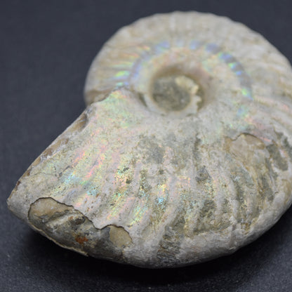 Silver Grey Iridescent Ammonite Cleoniceras Fossil from Madagascar - 5.2cm - 45.3 grams