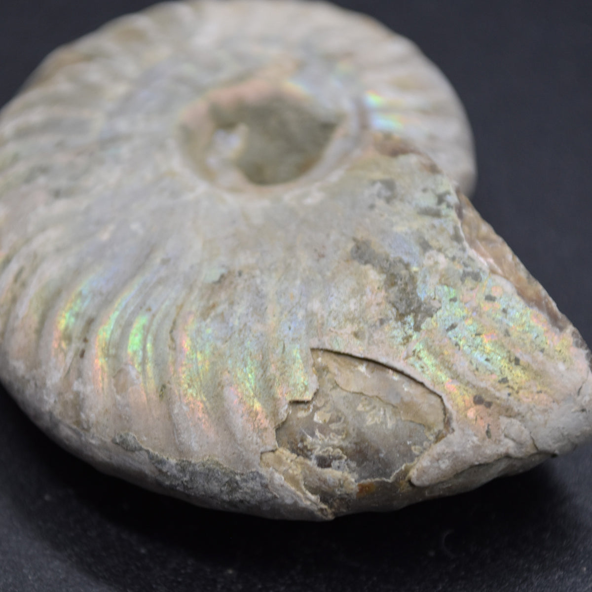 Silver Grey Iridescent Ammonite Cleoniceras Fossil from Madagascar - 5.2cm - 45.3 grams