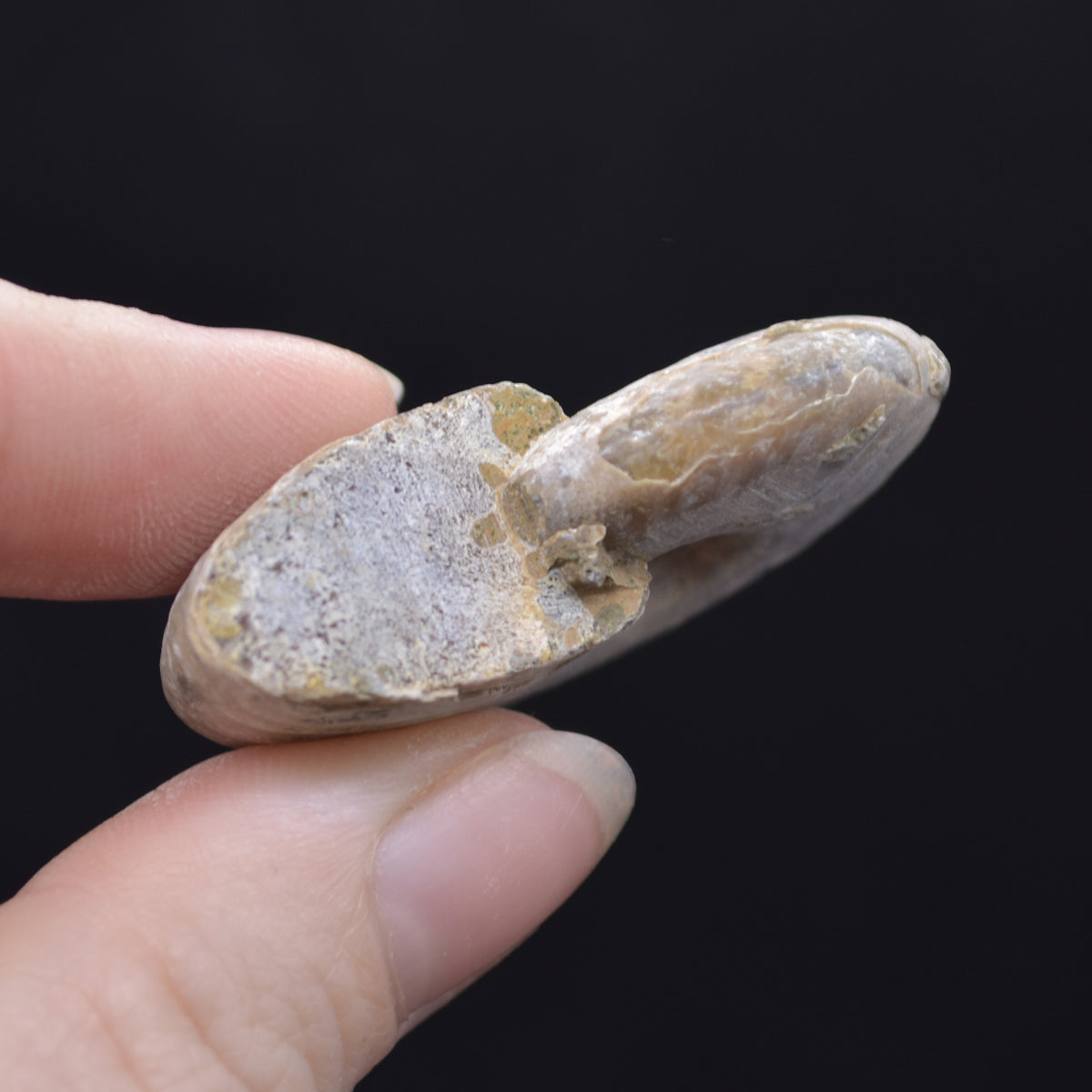 Silver Grey Iridescent Ammonite Cleoniceras Fossil from Madagascar - 4cm - 25.1 grams