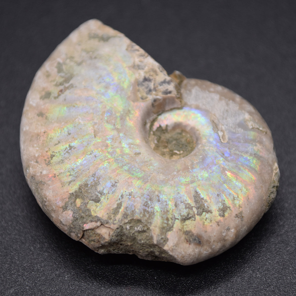 Silver Grey Iridescent Ammonite Cleoniceras Fossil from Madagascar - 4cm - 25.1 grams