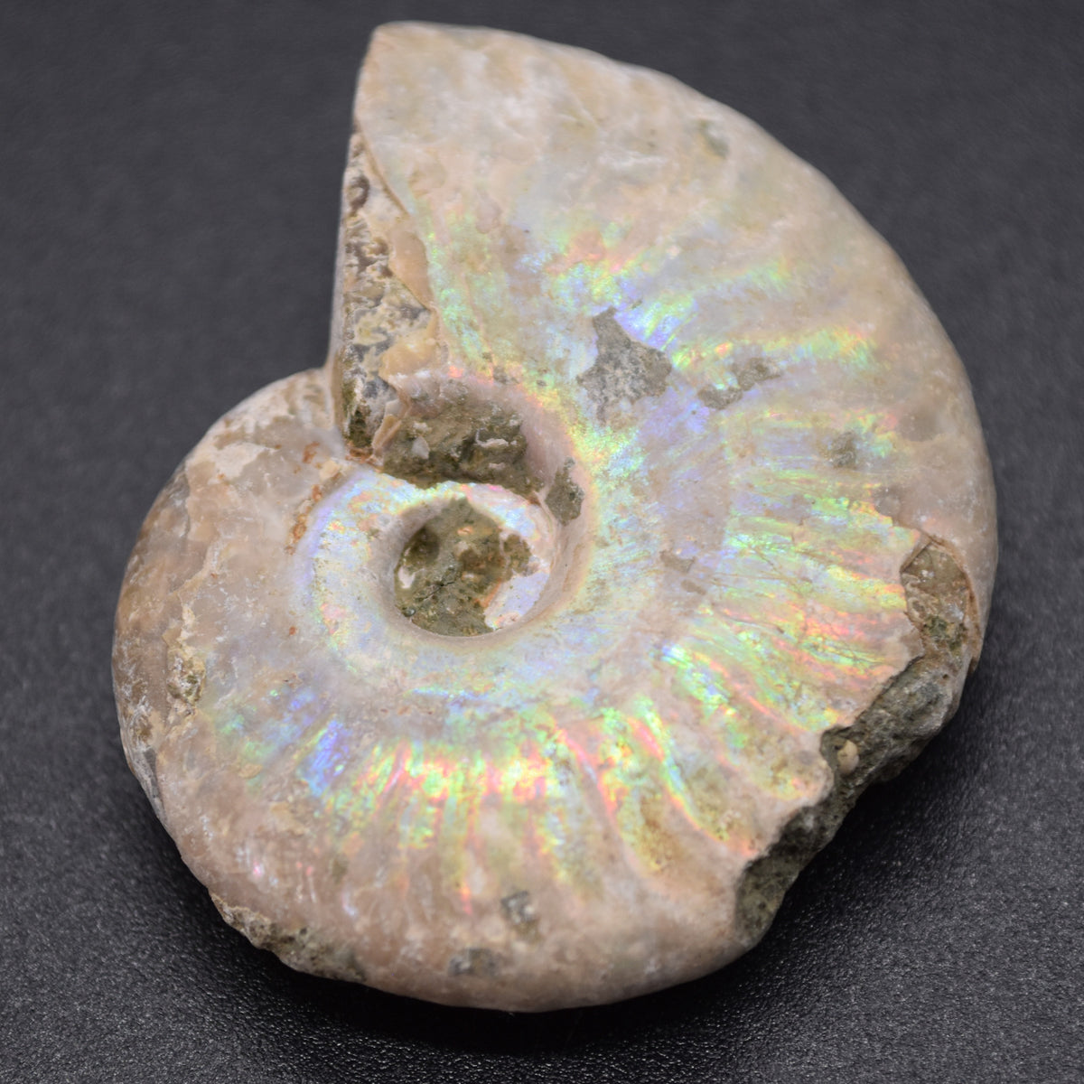 Silver Grey Iridescent Ammonite Cleoniceras Fossil from Madagascar - 4cm - 25.1 grams