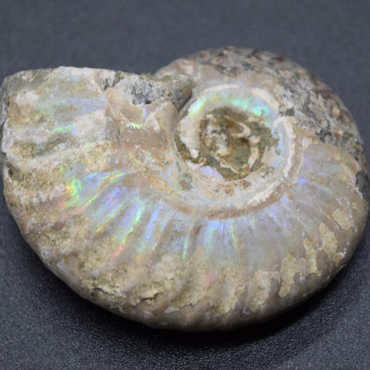 Silver Grey Iridescent Ammonite Cleoniceras Fossil from Madagascar - 4.3cm - 25.8 grams