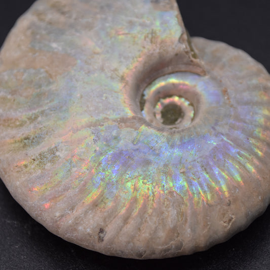 Silver Grey Iridescent Ammonite Cleoniceras Fossil from Madagascar - 6.2cm - 78 grams