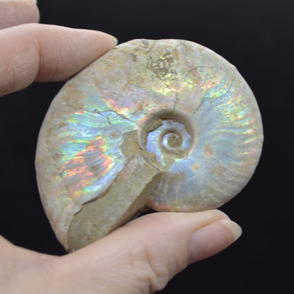 Silver Grey Iridescent Ammonite Cleoniceras Fossil from Madagascar - 6.2cm - 69 grams