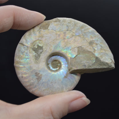Silver Grey Iridescent Ammonite Cleoniceras Fossil from Madagascar - 6.2cm - 69 grams