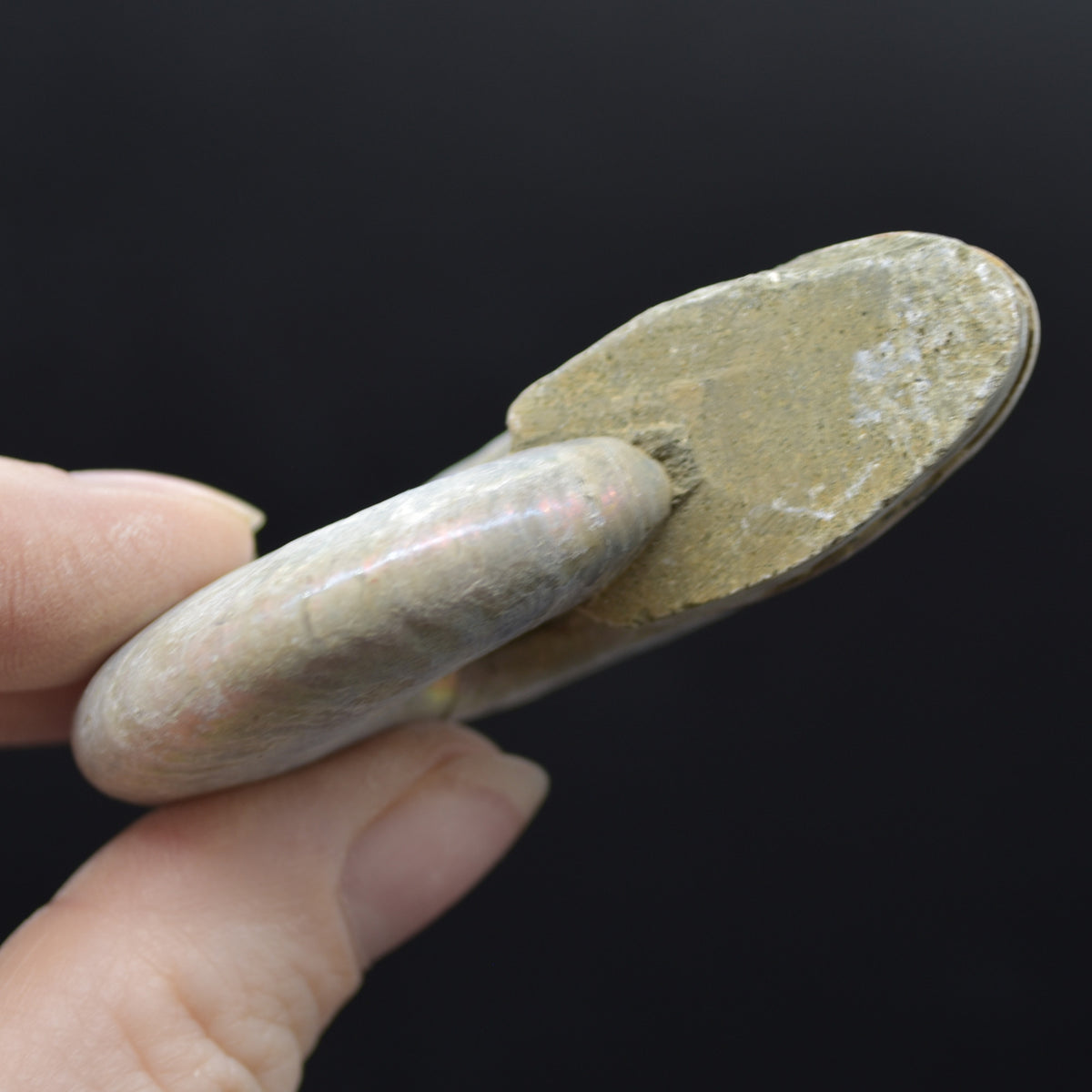 Silver Grey Iridescent Ammonite Cleoniceras Fossil from Madagascar - 6.2cm - 69 grams