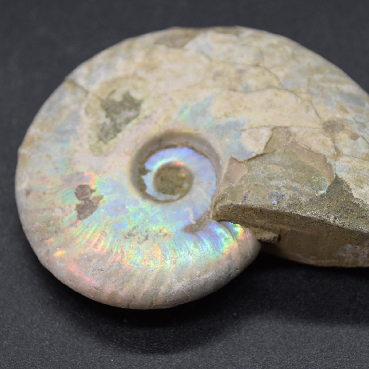 Silver Grey Iridescent Ammonite Cleoniceras Fossil from Madagascar - 6.2cm - 69 grams