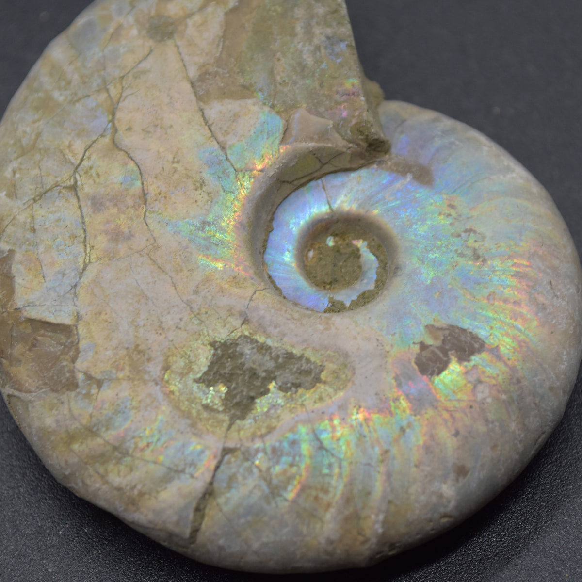 Silver Grey Iridescent Ammonite Cleoniceras Fossil from Madagascar - 6.2cm - 69 grams