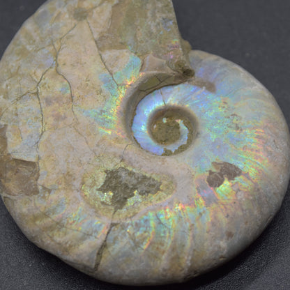 Silver Grey Iridescent Ammonite Cleoniceras Fossil from Madagascar - 6.2cm - 69 grams