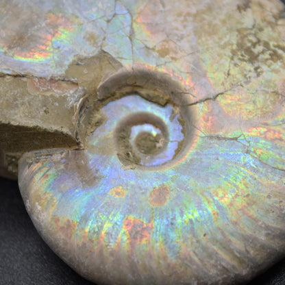 Silver Grey Iridescent Ammonite Cleoniceras Fossil from Madagascar - 6.2cm - 69 grams