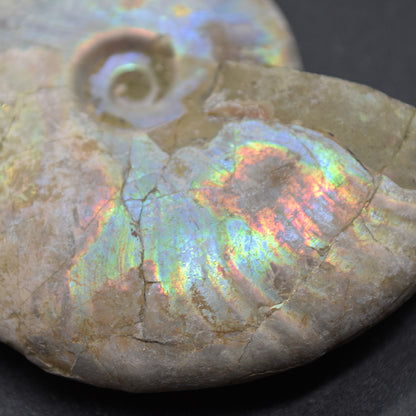 Silver Grey Iridescent Ammonite Cleoniceras Fossil from Madagascar - 6.2cm - 69 grams